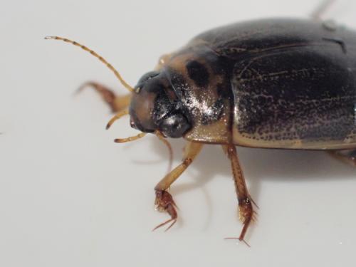 Réf. 321 889 : Rhantus frontalis